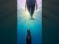 A humpback whale mother nurturing her calf — a rarely witnessed ocean moment