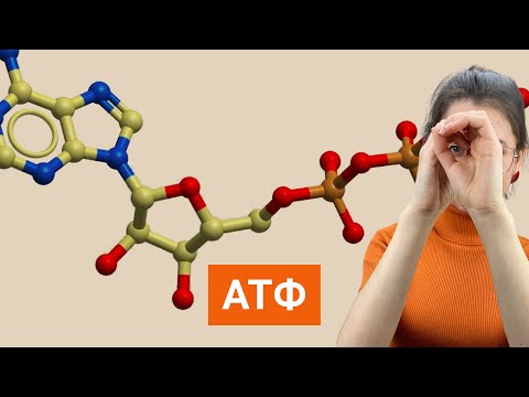 АТФ или молекула прячущая энергию