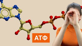 АТФ или молекула прячущая энергию