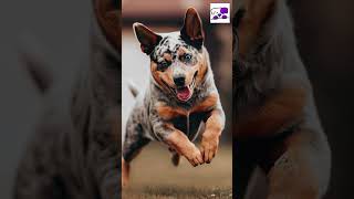 Australian Cattle Dogs: Fun Facts! #blueheelers #cattledogs #didyouknow