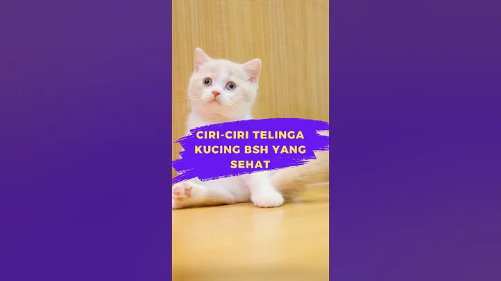 Video 7202971: shorthair cat kucing britishshorthair, british shorthair cat kucing, cattery britishshorthair