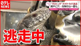 【体長７５cm】オオトカゲ逃げ出す  網戸に穴  攻撃的な一面も