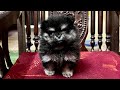 Cute pomeranian puppy - Bé phốc sóc con dễ thương