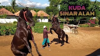 Kuda Kencak Sinar Alam - Jaran Goyang Bisa Duduk - Bisa Semua Adegan