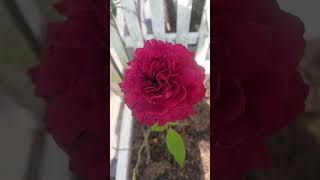 - Mình Như Cánh Bèo Trôi