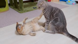 The battle between the mother cat wanting to wash and the kitten wanting to play was so cute. by Lulu the Cat 9,844 views 2 weeks ago 8 minutes, 4 seconds