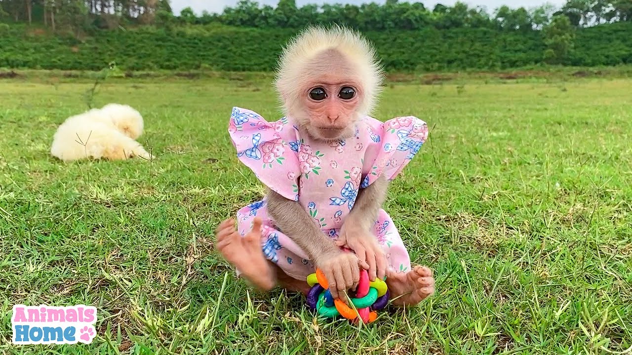 Princess Bibi Wears New Pink Color Dress Cutest Baby Monkey Youtube