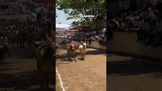 #bailgadasharyat #bullockrace #maharashtra #viralshorts #trending #shorts #desi #village #reelsindia