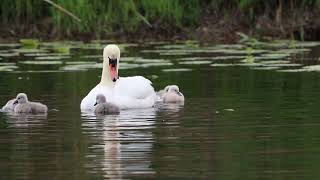 A swan mother is swimming with her children