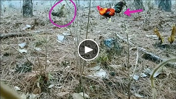 Cuab qaib sawv ntxov tuaj zoo heev lis