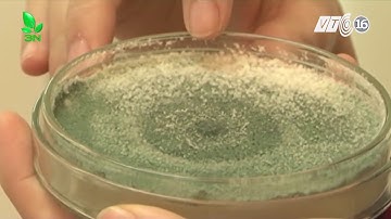 Nấm đối kháng Trichoderma và công dụng tuyệt vời với cây trồng I VTC16