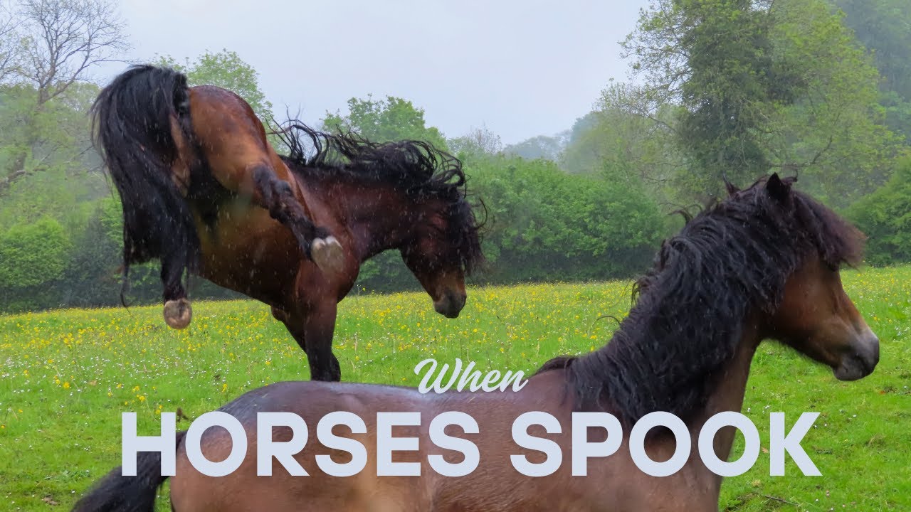 Helping the “Spooky” Horse Four Factors to Consider YouTube