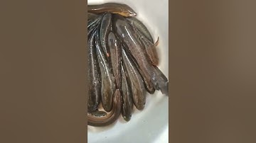 12fet lớn 1 vợt thả cáp kéo côn điện tử hiện đại nhất hiện cá nổi đẹp mặn ngọt 0333573543