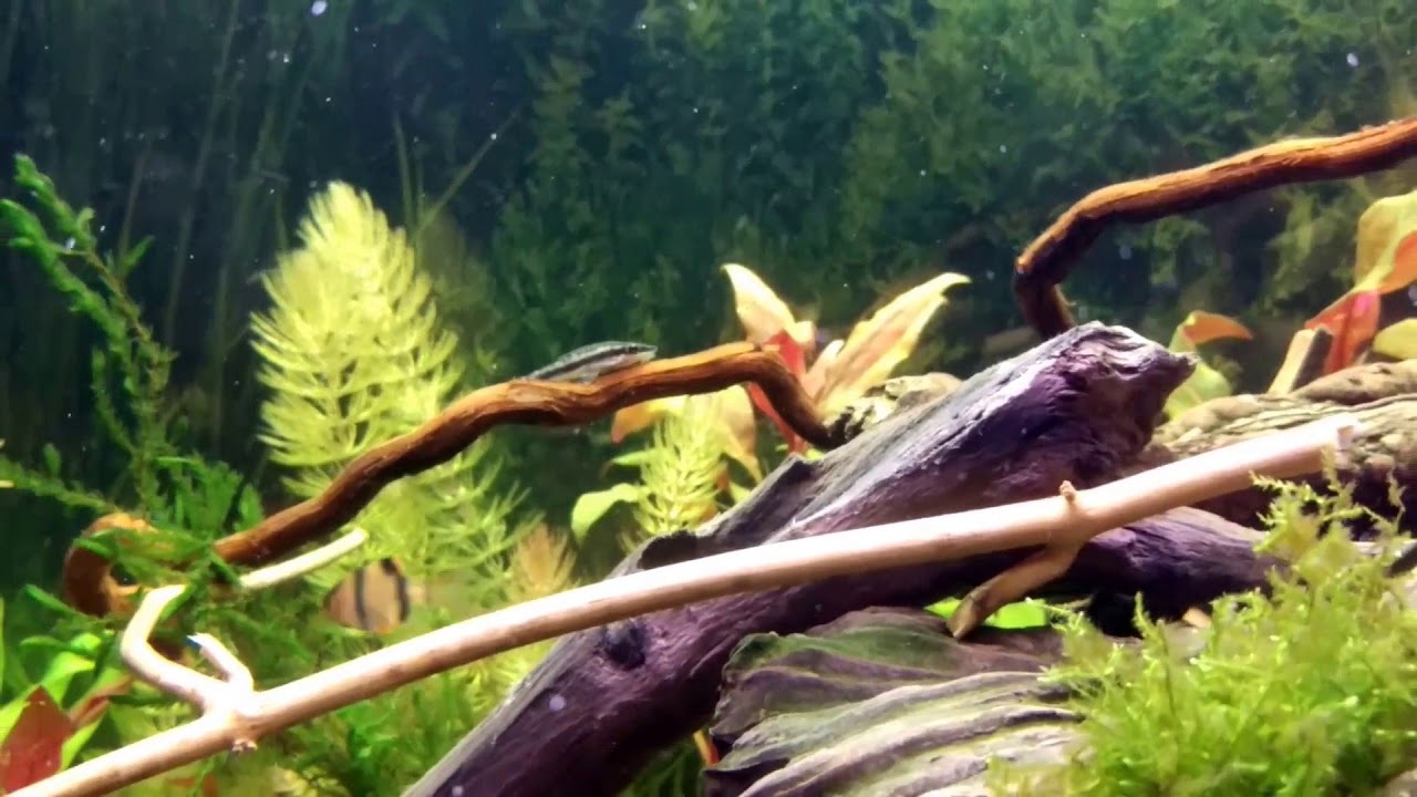 Dwarf sucking catfish-otocinclus offinis