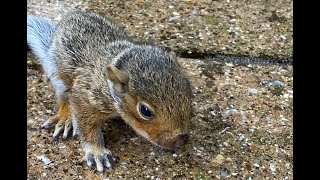 Jonny Simpson meets Paquito the Baby Orphaned Squirrel in Cambridge September 2021 Part 1