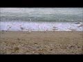 Шум волн и крики чаек | Одесса | The sound of waves and seagulls | Odessa