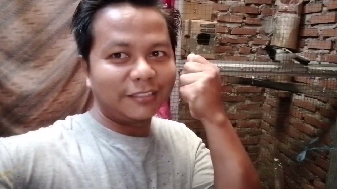 Cara mengatasi telur burung yang lembek atau lunak