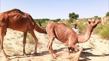jump of female camel during recreation | قفز أنثى الجمل أثناء الاستجمام