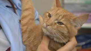 Кототерапия: что лечат усатые врачи и сколько это стоит? Кототерапия: что лечат усатые врачи и сколько это стоит?