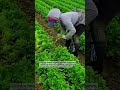 The Hidden Science Behind a Simple Cilantro Cut 🌱 #FoodScience #FarmLife #Harvest