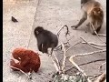 Punch 🐵 Prepares The Best Landing Spot Ever!😜🐵 So Smart & Creative Cheeky Monkey🐒 Plushie Mama Smile