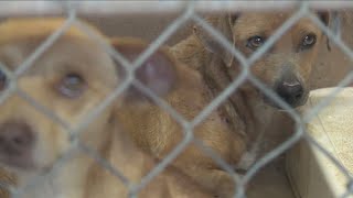 All pets FREE at Abilene Animal Shelter after mail-in rebate