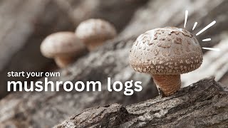 Mushroom logs: Complete guide of when and how to start mushrooms outside