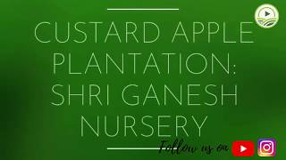 Story of Nilesh Gapat's Custard Apple Farm by Farmers Live