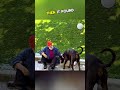 At a café’s outdoor area, a hungry dog wandered, hoping for food. It approached #kindness #wholesome
