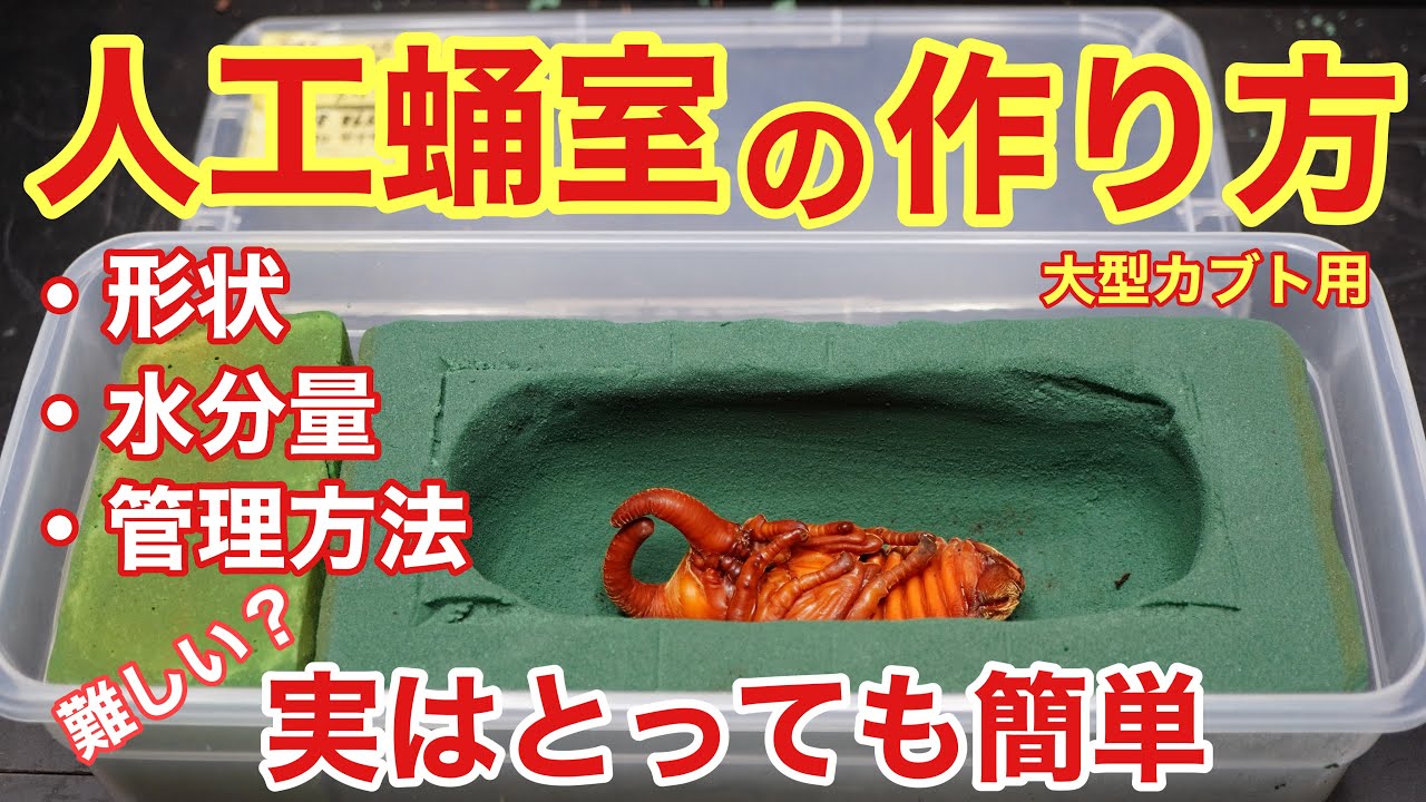 Easy] How to Make an Artificial Pupal Chamber (for Beetles