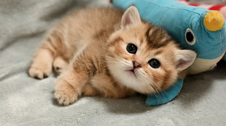 Video 11892551: munchkin british shorthair kittens, tiny british shorthair kitten, kitten gently, cute kitten first, kitten enjoying, kitten playing animal, kittens wild