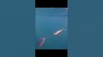 Đi Tàu câu mực: Cảnh mực dưới nước tươi rôi rối #squid #squidsfishing #fishinglife #australia