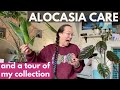 Alocasia care tips and tour of my collection | Plant with Roos