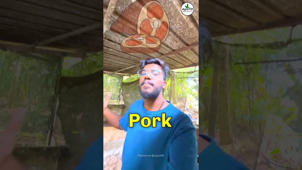 Свиноводство 🐷 | 380 ₹/кг 🔥 | Агротилл | Свинарник 