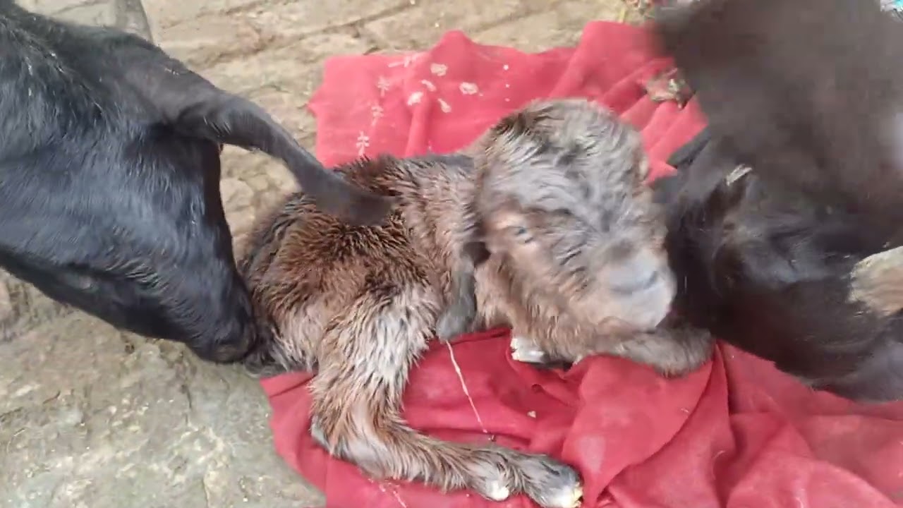 आज मेरी दो बकरियों के बच्चे हुए ❤️❤️💗💗💗