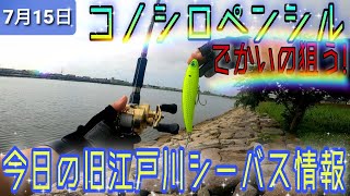 コノシロペンシル！旧江戸川シーバス情報!水色綺麗ですよ！ - YouTube