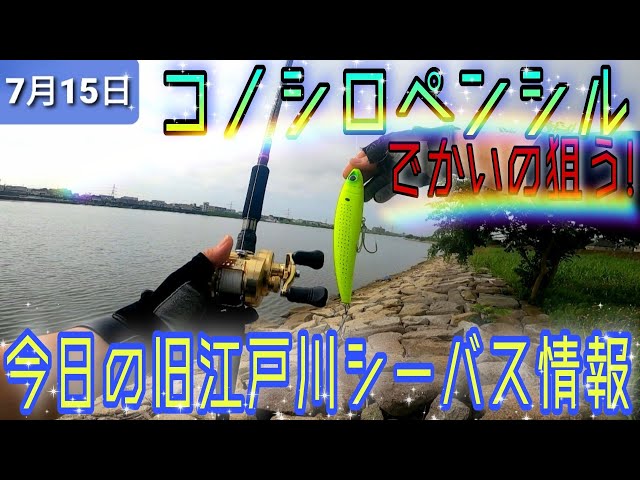 コノシロペンシル！旧江戸川シーバス情報!水色綺麗ですよ！ - YouTube