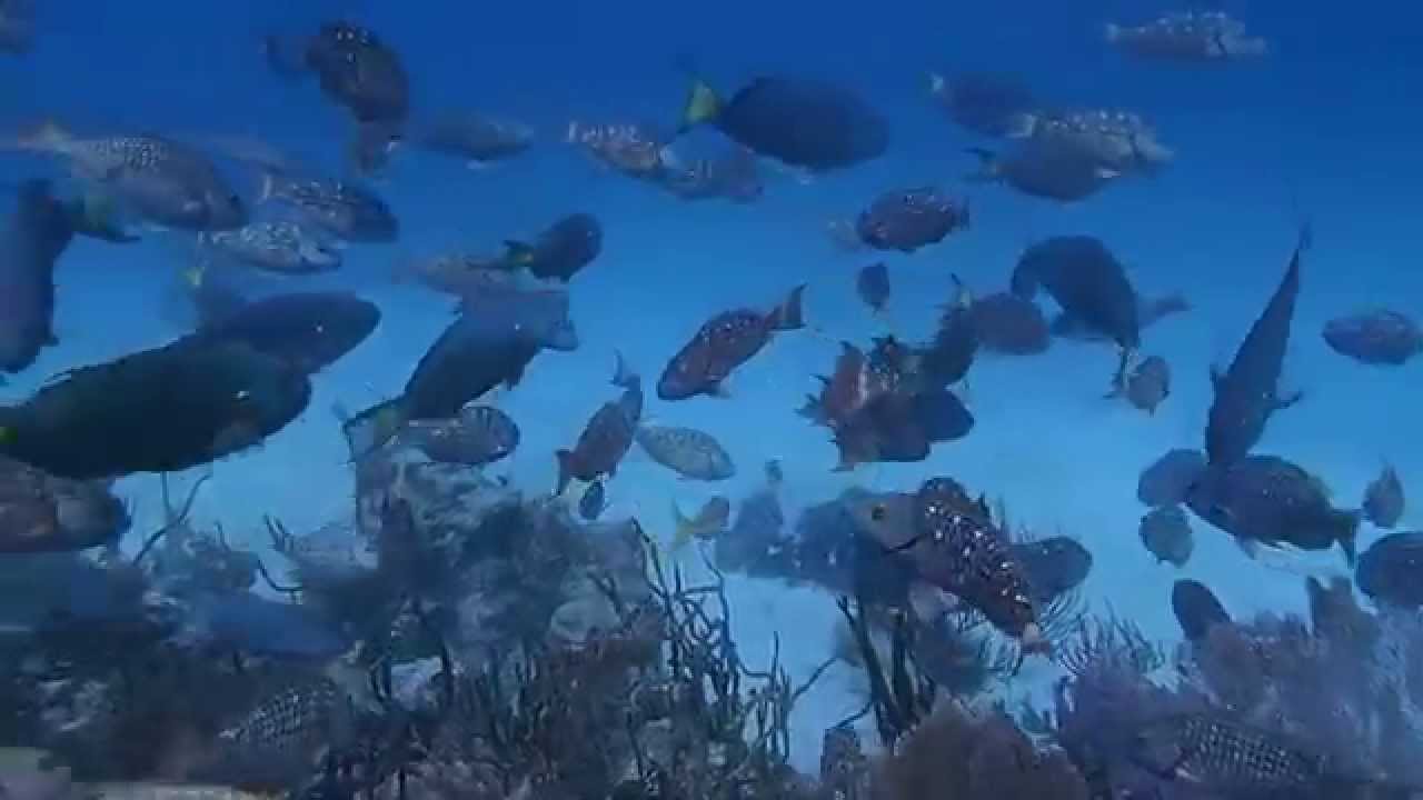 A school of stoplight parrotfish at Coki Beach by Brian Bendschneider