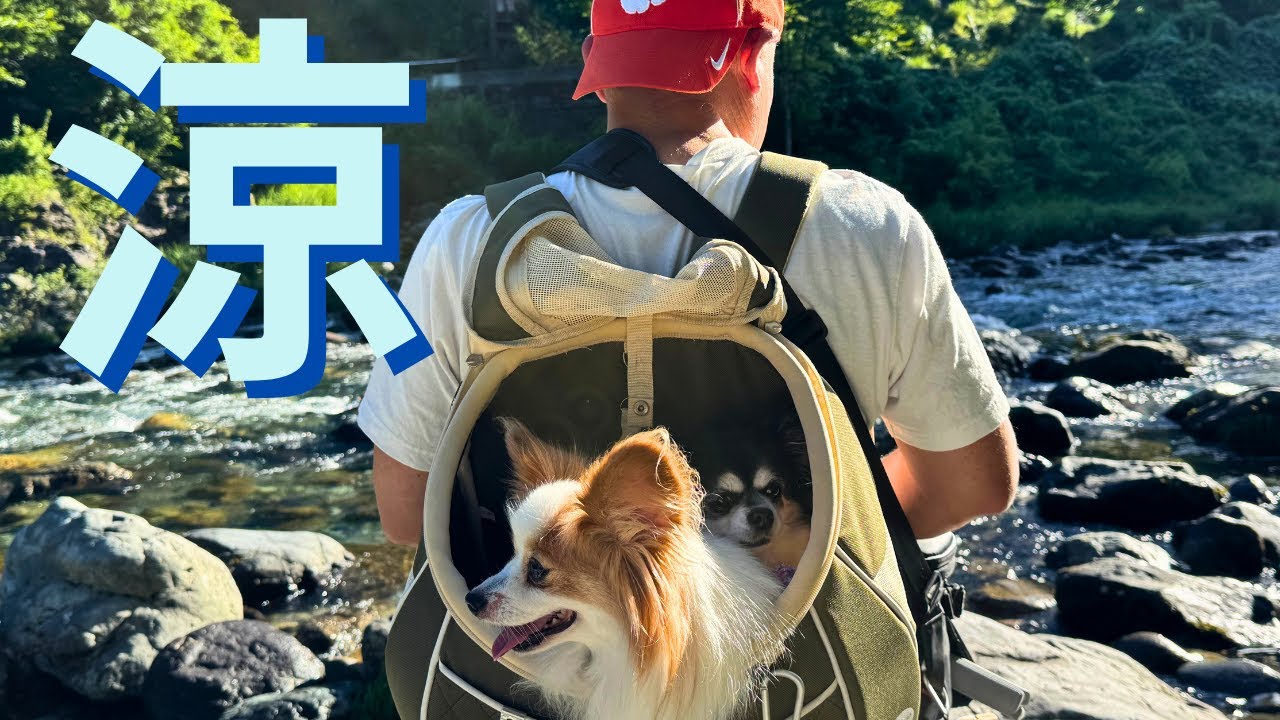 涼を求めて奈良県天川村で川遊び  [元保護犬チワワとパピヨンのかほご犬s]犬のいる暮らし/愛犬と楽しく過ごすために