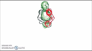 Papyrus Walk Cycle (Animation  Assignment)