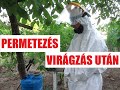 A szőlő permetezése virágzás után 2021