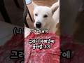 강아지가 좋아하는 고기가 앞에있을때 반응