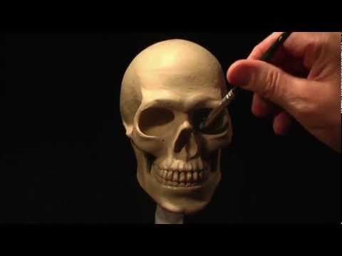 Sculpting a Human Skull in Clay_part-3 of 3