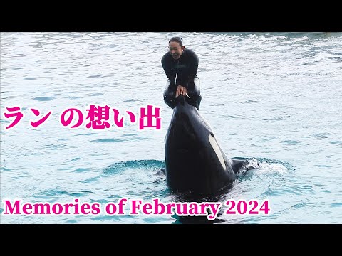 【希少】開園40周年記念 鴨川シーワールドのなかまたち　シャチ　オルカ　海獣　本 希少】開園40周年記念 鴨川シーワールドのなかまたち シャチ