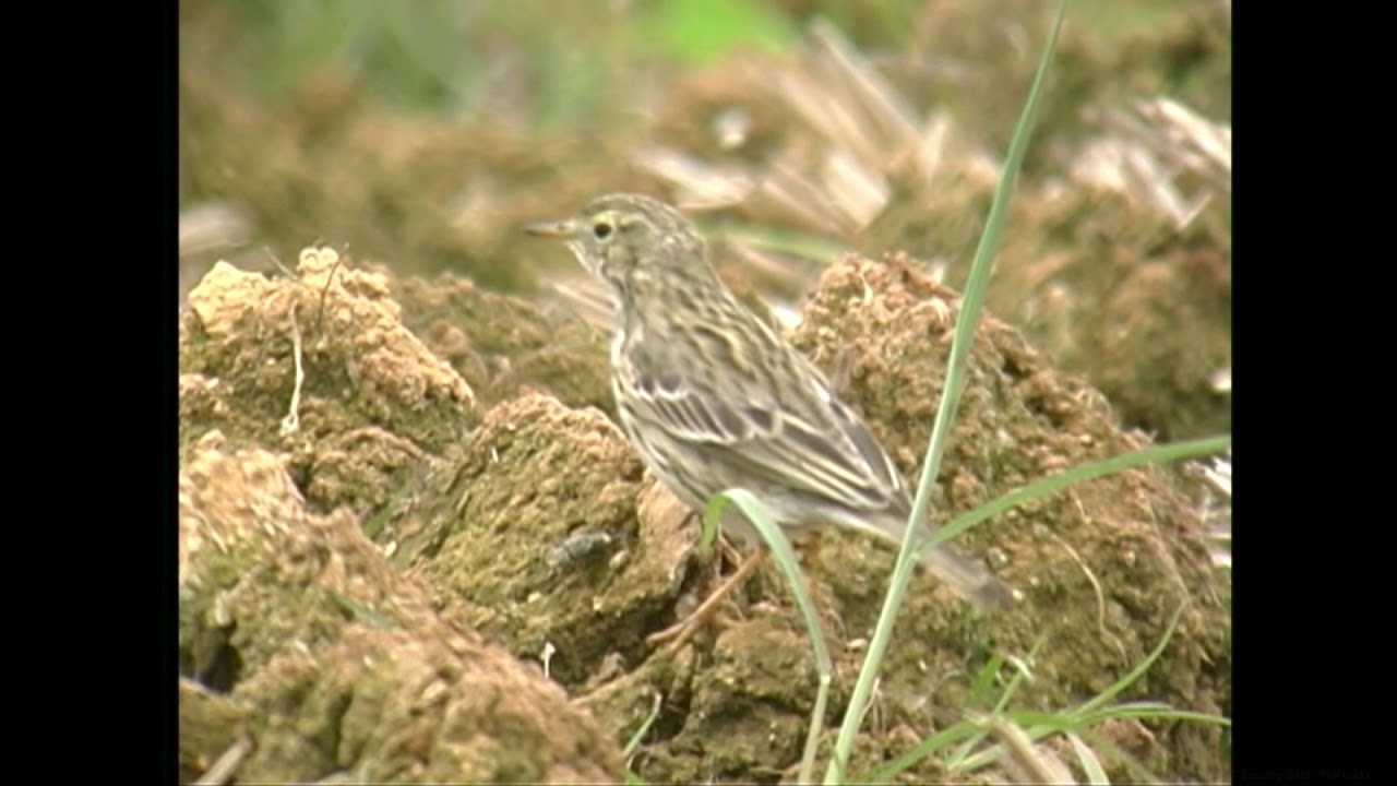 マキバタヒバリ（2）地鳴き（沖縄・金武町） - Meadow Pipit - Wild Bird - 野鳥 動画図鑑 