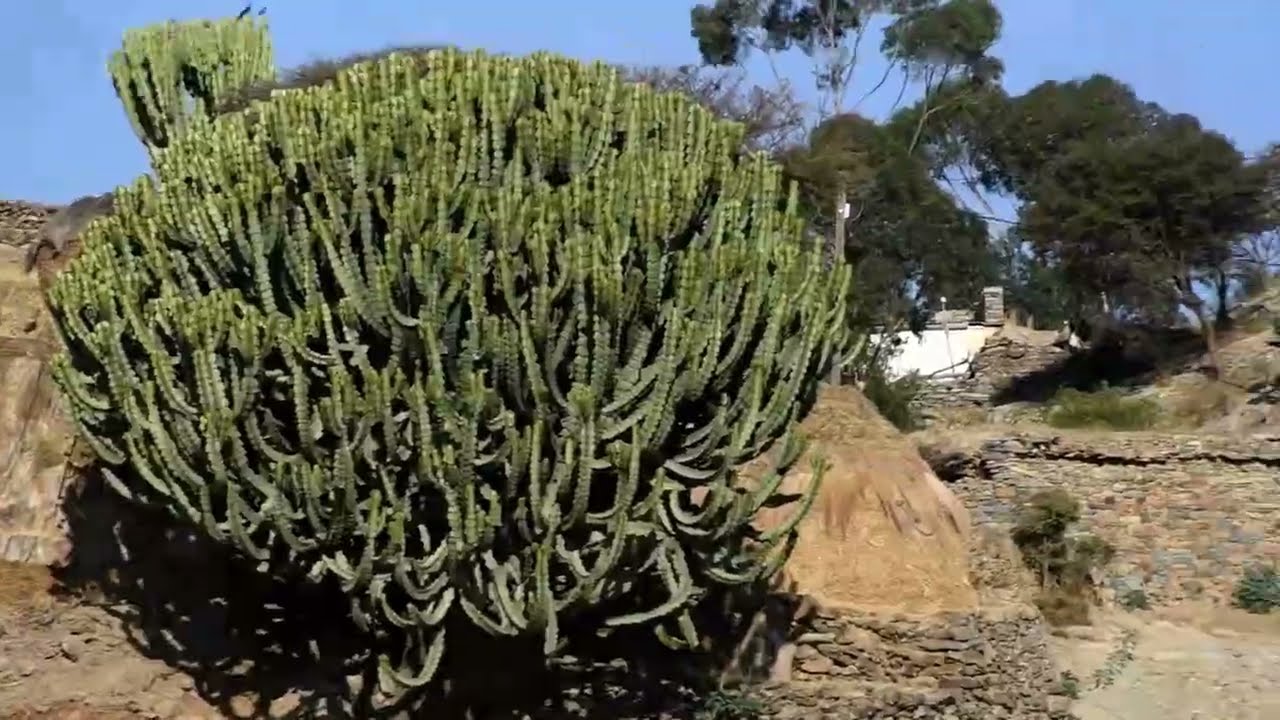 ዝዓበኹላ ገዛና ዝናፍቖም ስድራይ ከመይ ኣላ ከመይ ኣለዉ::