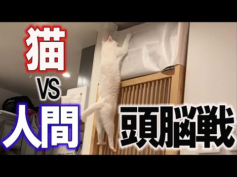 オッドアイが特徴のイタズラ猫【ねこ自慢】