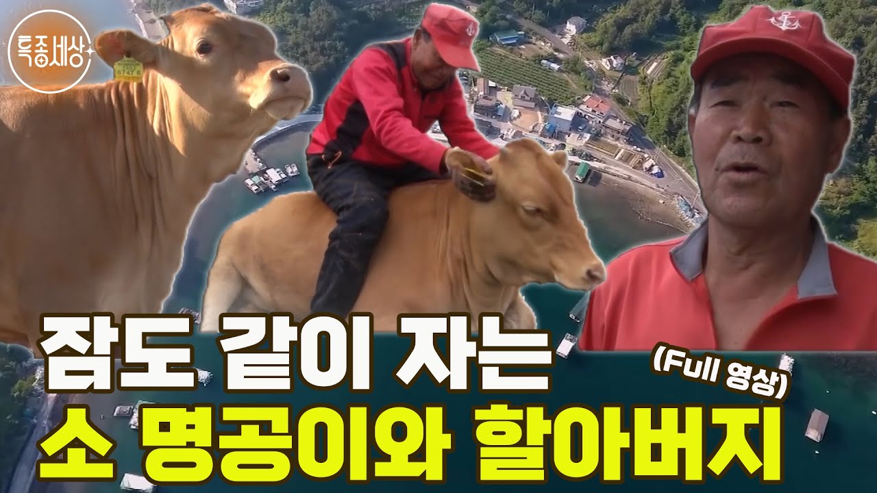 [특종세상] 할아버지가 둘도 없이 아끼는, 잠도 같이 자는 소 명공이 MBN 190531 방송 [Full영상]