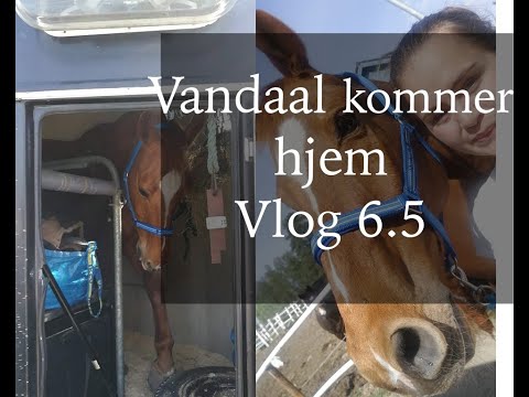 Vlog 6.5 Vandaal kommer hjem @hesteline