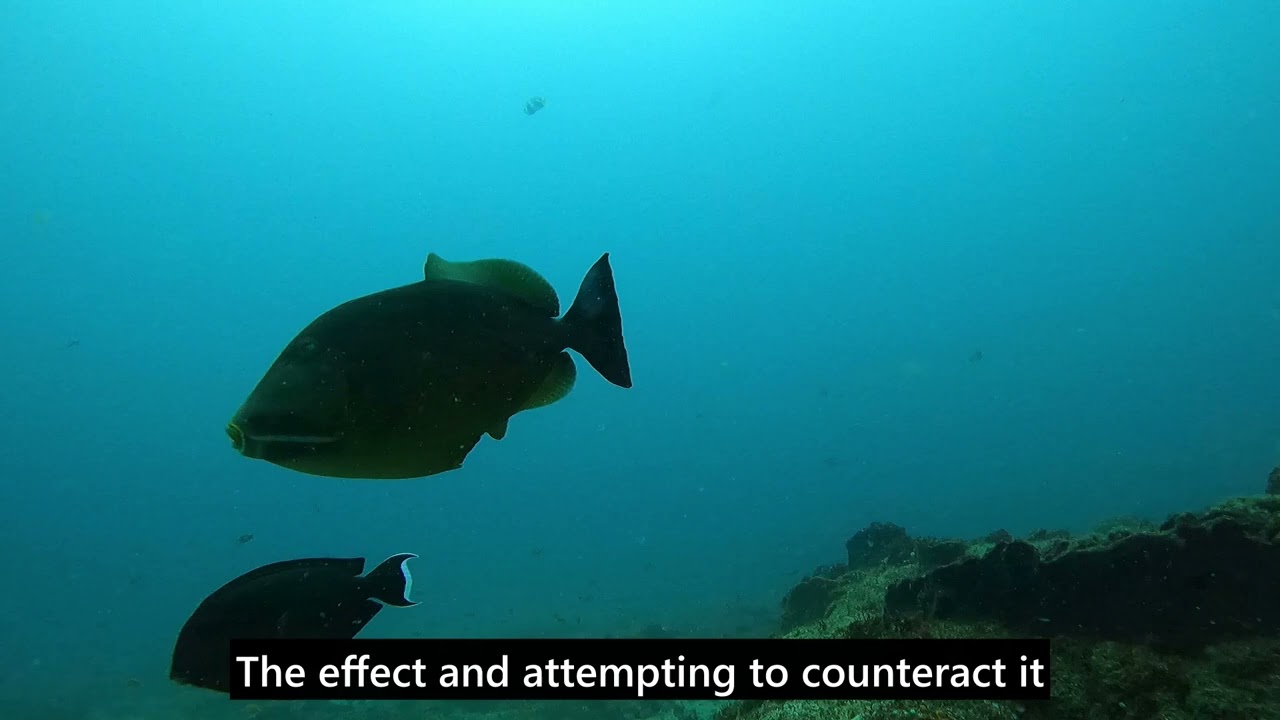 Aliwal TV Episode 5: Bull Rays